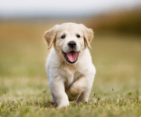 Homemade All-Natural Dog Treat Recipes