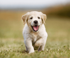 Homemade All-Natural Dog Treat Recipes