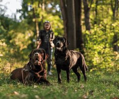 The Benefits of All-Natural Dog Bones and Treats