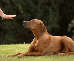 A Guide to Choosing the Right All-Natural Dog Bones